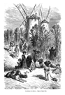 LOS CARDOS DE LA MANCHA