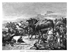 EGIPTO.- TRASQUILEO DE LOS CAMELLOS