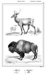 �TATS-UNIS.- WAPITI // BUFFALO