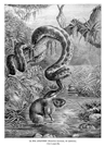 ZOOLOG�A.- LA BOA ANACONDA