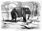 MADRID.- EL ELEFANTE 