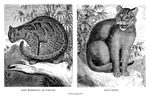 GATO MARMORATA DE SUMATRA // GATO �NDICO