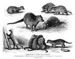 ANIMALES DE LA FAMILIA DE LAS MARTAS