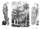 PALMERAS.- EL 