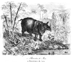 JAVA (INDONESIA).- RINOCERONTE DE ESTA ISLA