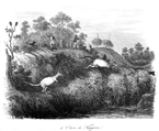 AUSTRALIA.- CAZA DE CANGUROS