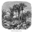 C�RDOBA.- PALMERAS EN LA ALAMEDA.-  (PALMS IN THE ALAMEDA, CORDOVA)