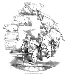 HUMOR.- ORIGEN DE CIERTAS ESPECIES DE ANIMALES : ESCALA DE LAS TRANSFORMACIONES